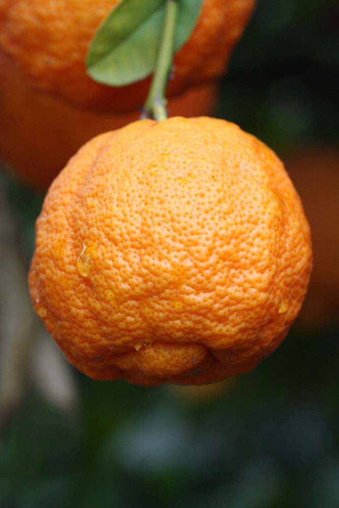            Fruit (Stow Red, Riverside, CA)   